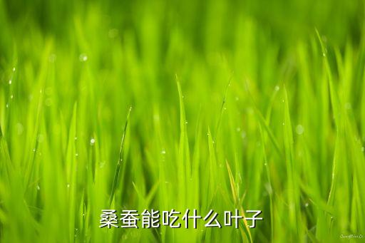 桑蠶能吃什么葉子