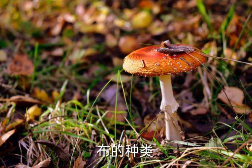 紡織品織布方式,織布方式有幾種
