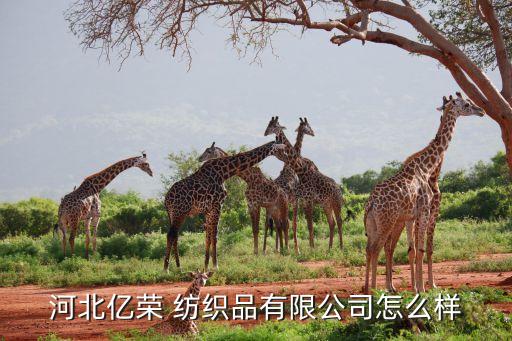 石家莊紡織品