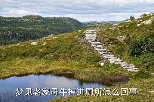 夢見老家母牛掉進廁所怎么回事