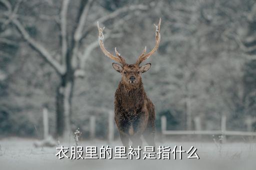 衣服里的里襯是指什么