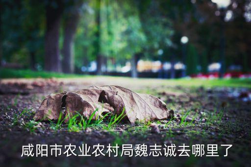  咸陽市農(nóng)業(yè)農(nóng)村局魏志誠去哪里了