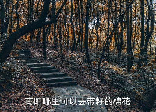 南陽哪里可以去帶籽的棉花