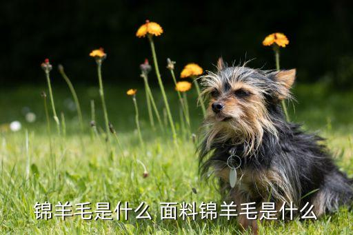 錦羊毛是什么 面料錦羊毛是什么