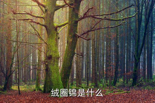 絨圈錦是什么